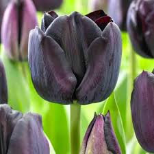 TULIP- BLACKJACK, VARIETY FLOWER BULBS (PACK OF 5 PCS)