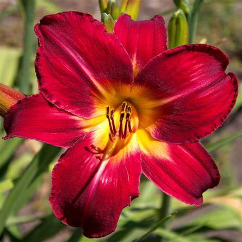 DAY LILY RED FLOWER BULBS (PACK OF 5 PC)