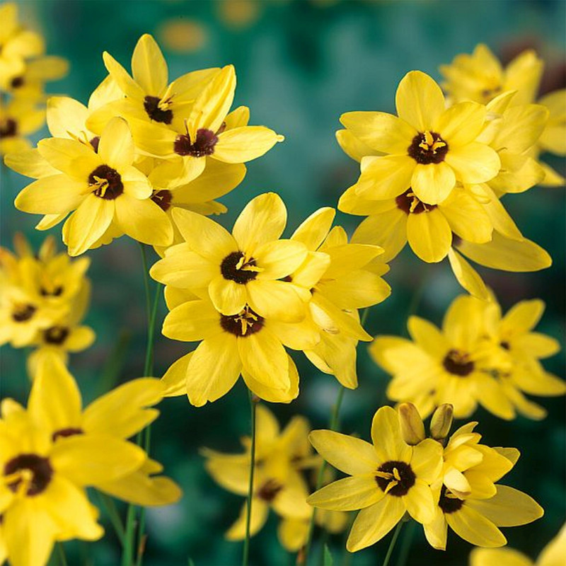 IXIA Yellow Variety Flower Bulbs (2 Bulbs in a Pack)