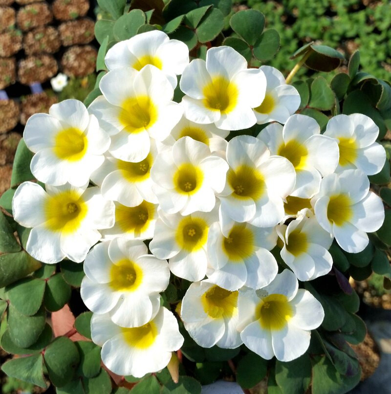 Oxalis White Flower Bulbs (Pack of 2)