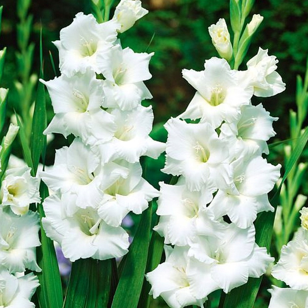 Gladiolus White Variety Flower Bulbs (2 Bulbs in a Pack)