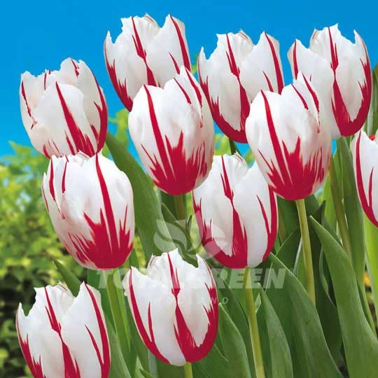 TULIP-HAPPY GENERTION VARIETY FLOWER BULBS (PACK OF 5 PCS )