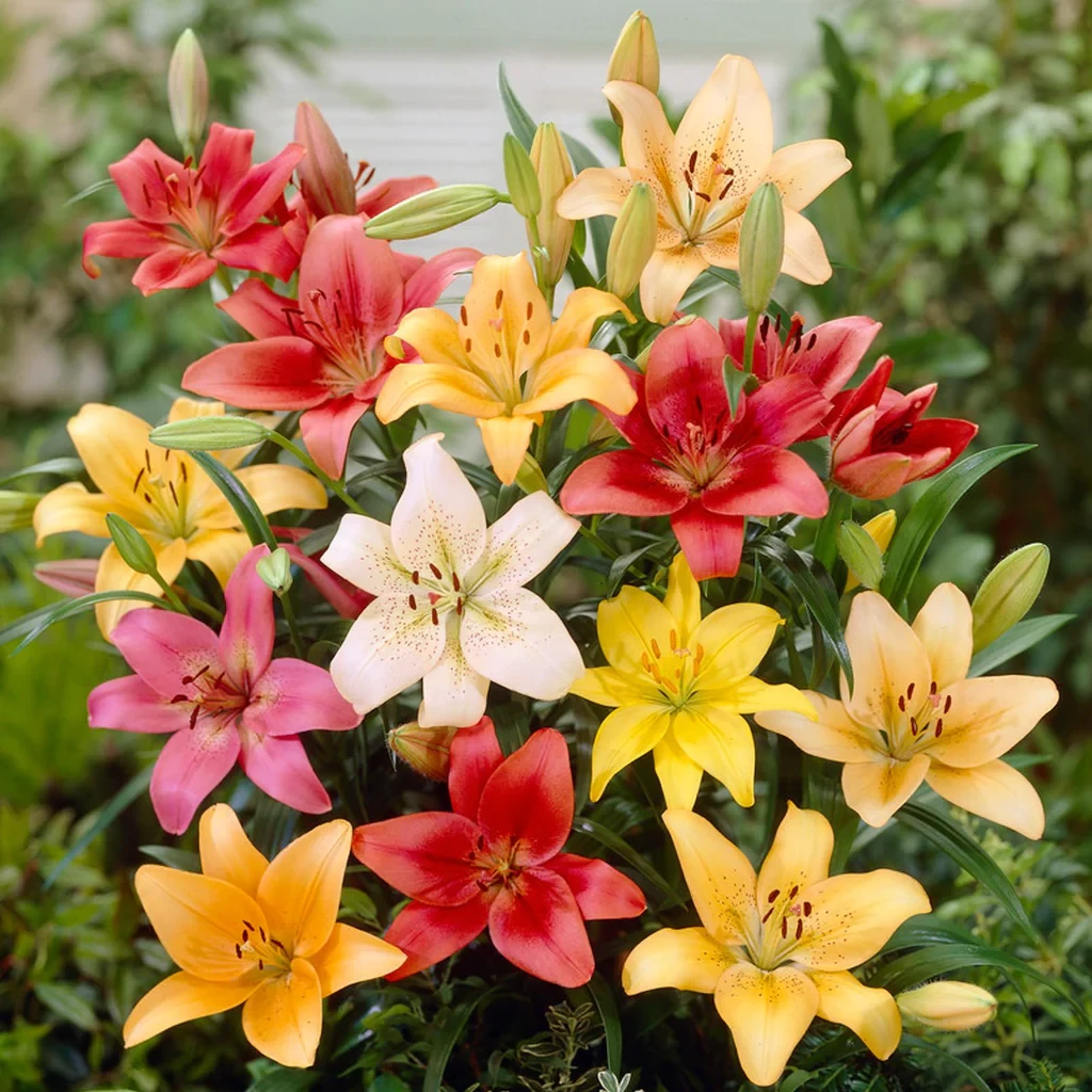 Lillium/Asiatic Lily Mixed Flower bulbs (Pack of 4)