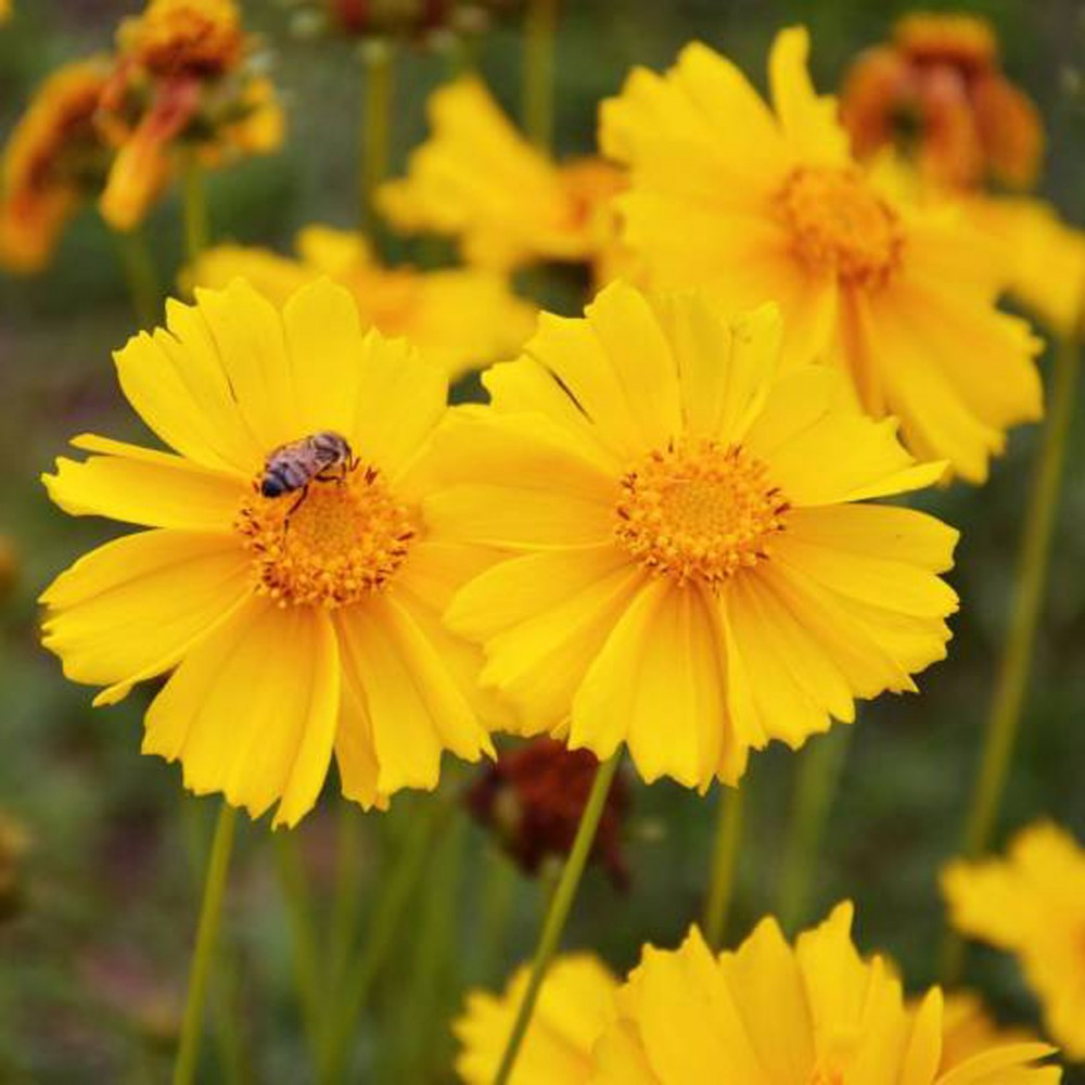 COREOPSIS MAYFIELD FLOWER SEEDS