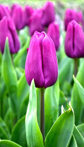 TULIP -PURPLE PRINCE, VARIETY FLOWER BULBS (PACK OF 5 PCS)