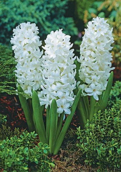 HYACINTH -AIOLOS, VARIETY FLOWER BULBS (PACK OF 5 PCS)