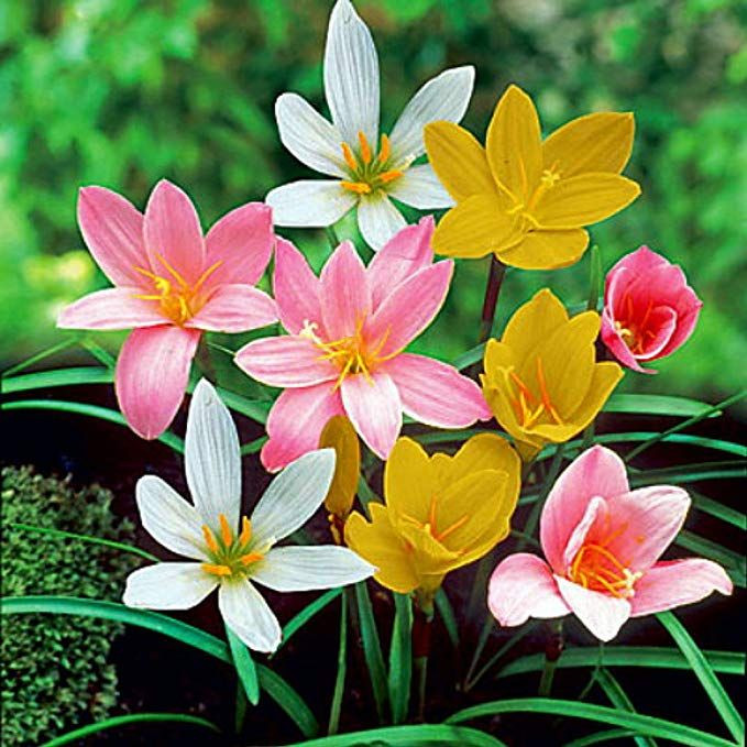 Zephyranthus/Rain Lilly Mix Variety Flower Bulbs (2 Bulbs in a Pack)