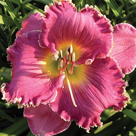 DAY LILY PINK FLOWER BULBS (PACK OF 15 PC)