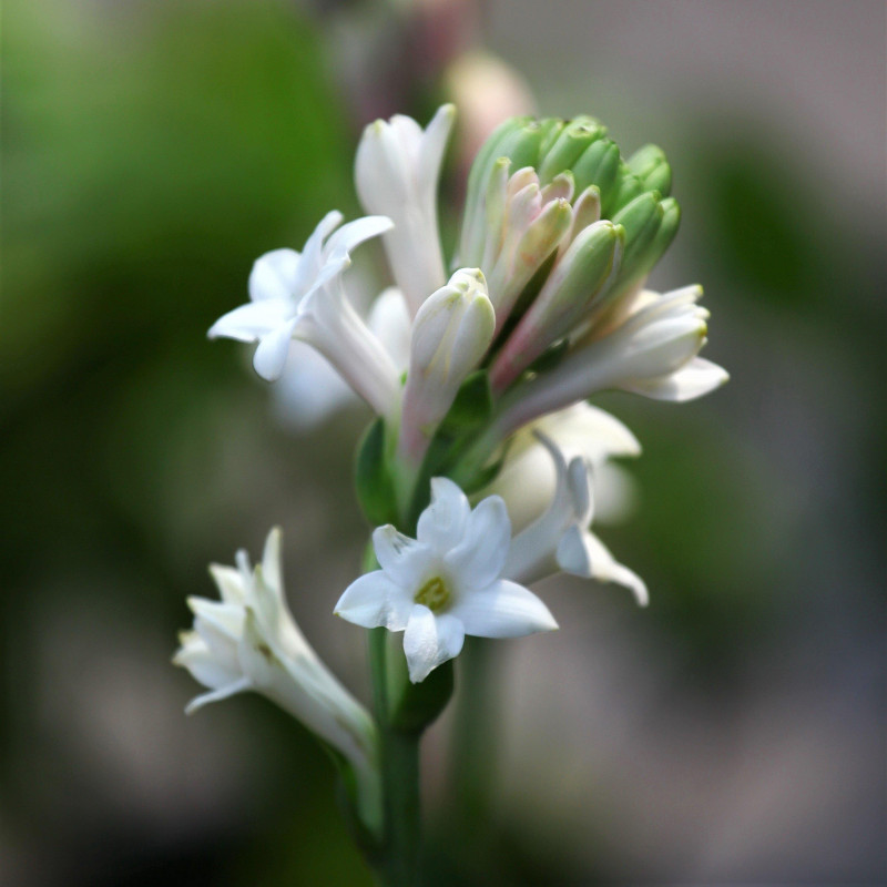Tuberose or Rajnigandha White Single Variety Flower Bulbs (2 Bulbs in a Pack)