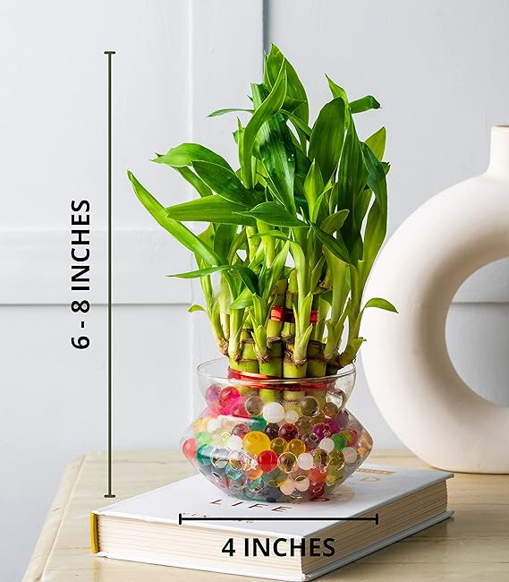 LUCKY BAMBOO PLANT WITH POT 2 LAYER (PACK OF 2 PLANT)