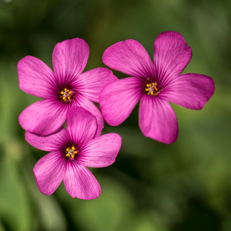 OXALIS Pink Variety Flower Bulbs (2 Bulbs in a Pack)