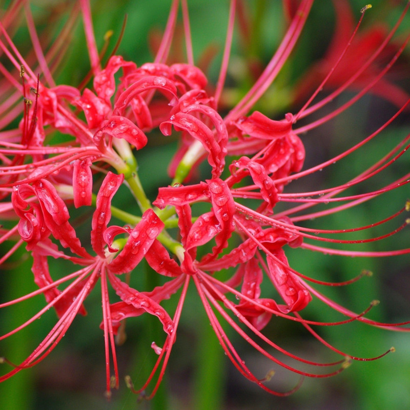 Lycoris Red Variety Flower Bulbs (2 Bulbs in a Pack)