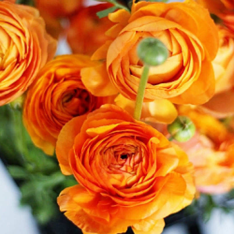 RANUNCULUS - ORANGE, VARIETY FLOWER BULBS (PACK OF 5 PCS )