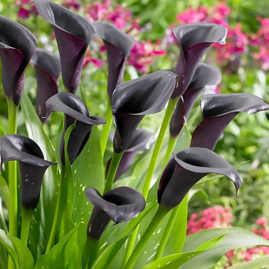 CALLA LILY BLACK FLOWER BULBS (PACK OF 15 PC)