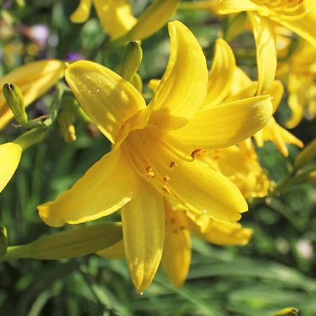 DAY LILY YELLOW FLOWER BULBS (PACK OF 15 PC)