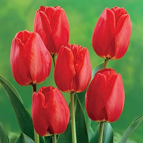 TULIP -FOSTERY KING, VARIETY FLOWER BULBS (PACK OF 5 PCS)