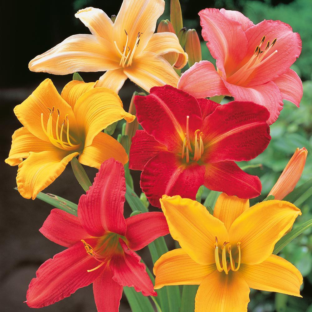 DAY LILY MIX FLOWER BULBS (PACK OF 15 PC)