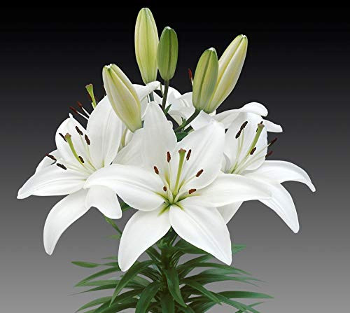 Lillium/Asiatic Lily White Flower bulbs (Pack of 2)