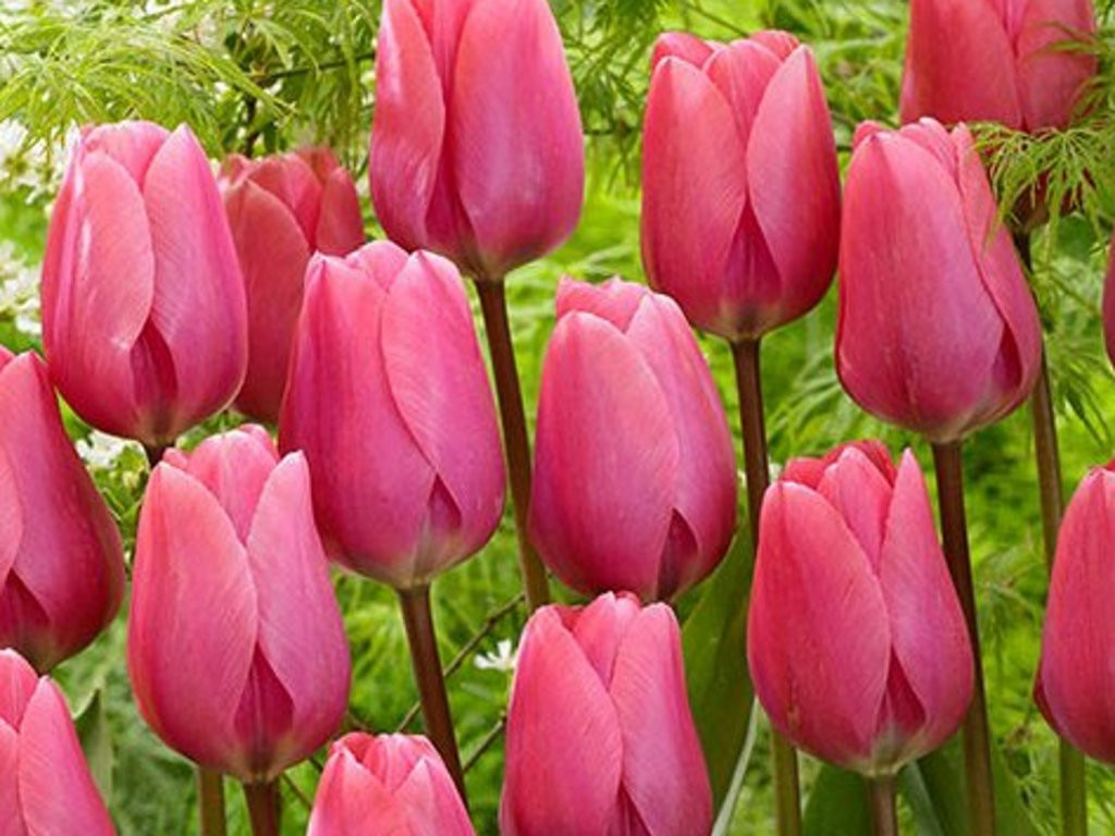 TULIP-BIG LOVE VARIETY FLOWER BULBS (PACK OF 5 PCS)