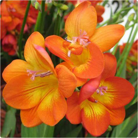 FREESIA- ORENGE, VARIETY FLOWER BULBS (PACK OF 5 PCS)