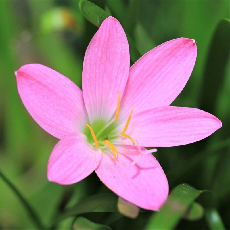 Zephyranthus/Rain Lilly Pink Variety Flower Bulbs (2 Bulbs in a Pack)