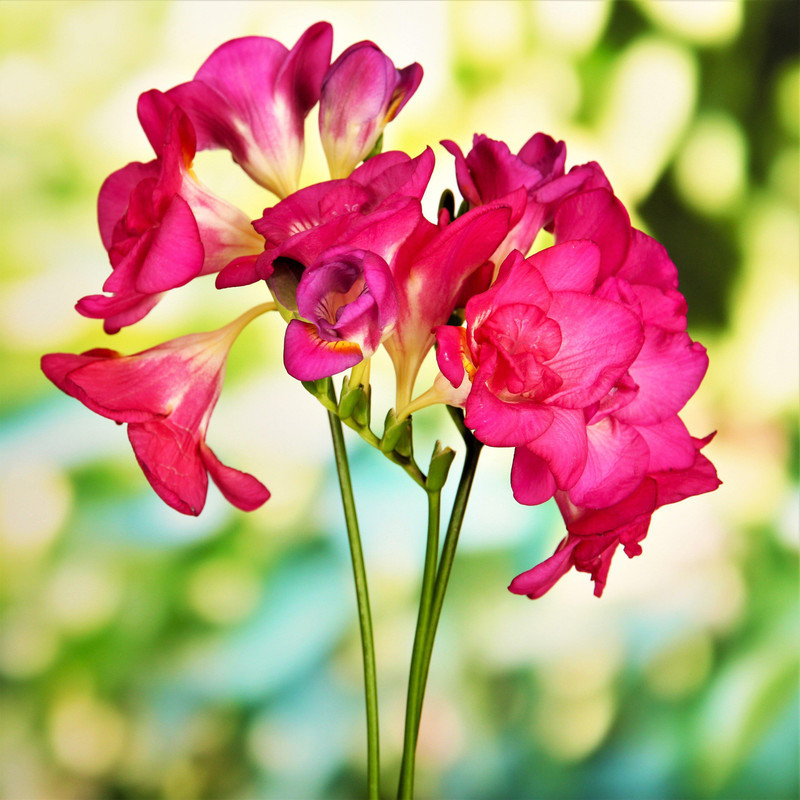 Freesia Red Variety Flower Bulbs (2 Bulbs in a Pack)