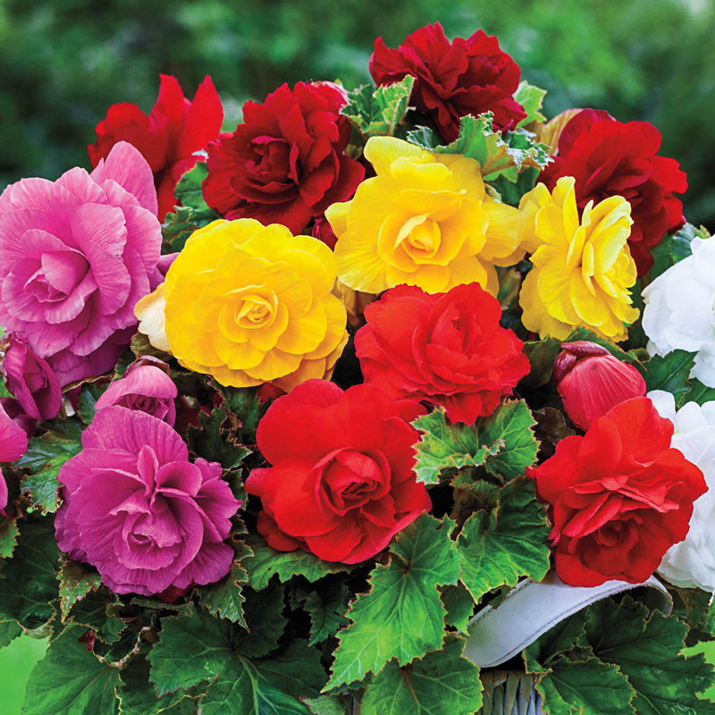 BEGONIA TUBEROUS MIX FLOWER BULBS (PACK OF 10 PC)