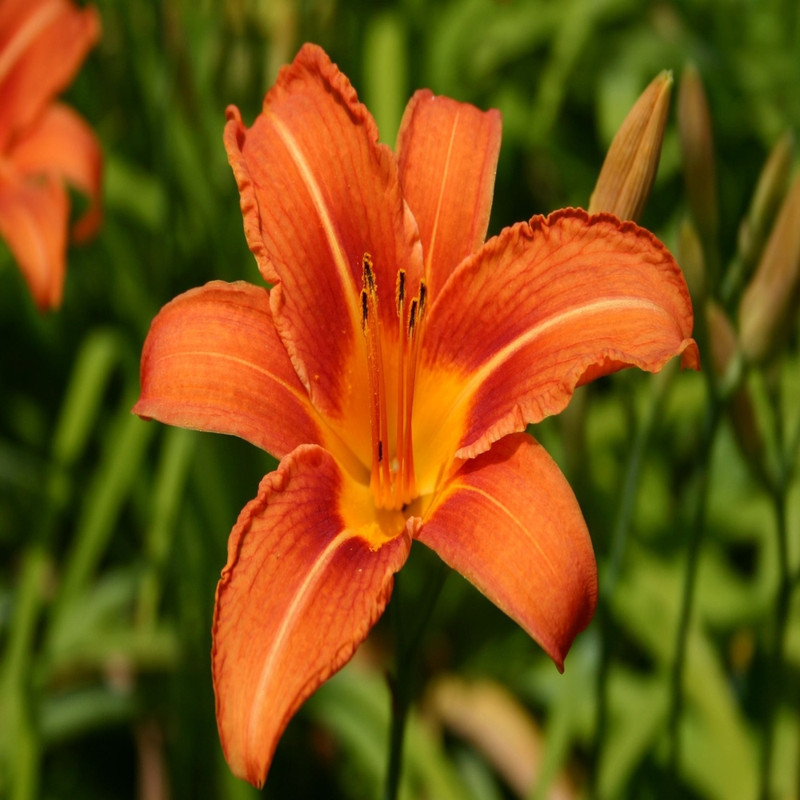 Day Lilly Orange Variety Flower Bulbs (2 Bulbs in a Pack)