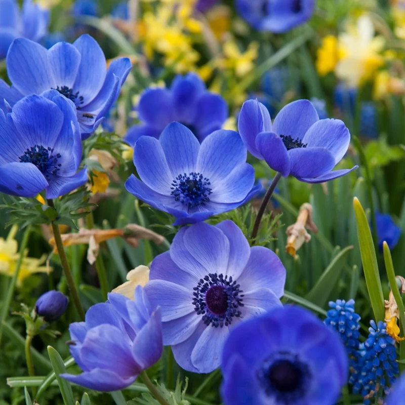 ANEMONE-BLUE, VARIETY FLOWER BULBS (PACK OF 5 PCS)