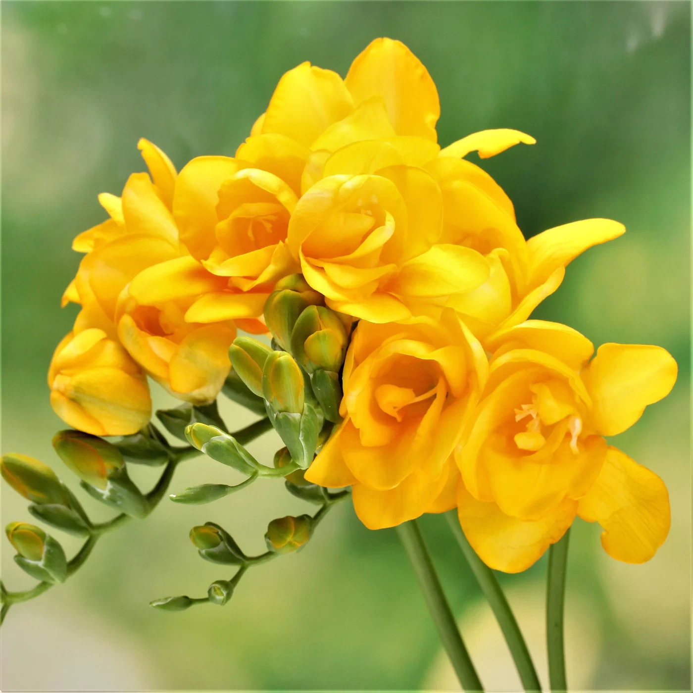 FREESIA- YELLOW, VARIETY FLOWER BULBS (PACK OF 5 PCS)