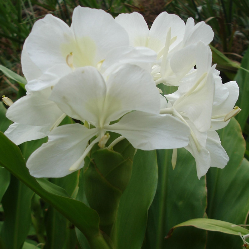 Ginger Lily/Hedyschum White Flower Bulbs (2 Bulbs in a Pack)