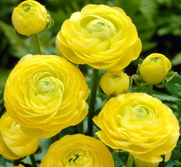 RANUNCULUS - YELLOW, VARIETY FLOWER BULBS (PACK OF 5)