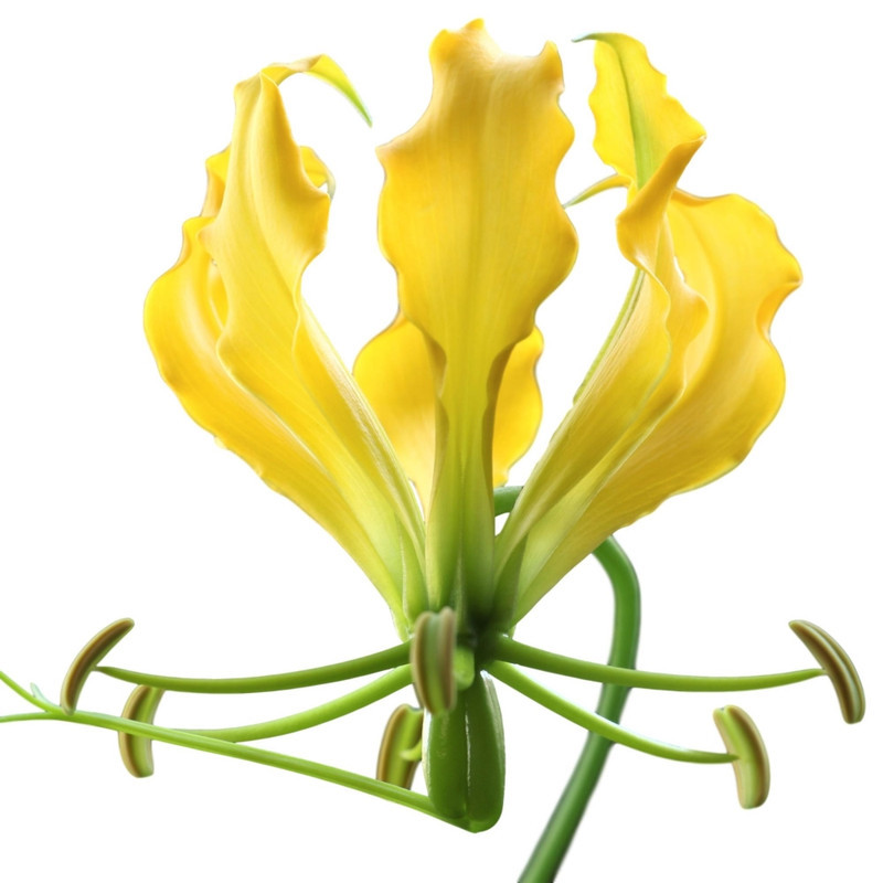 Gloriosa/Flame Lily Yellow Flower Bulbs (2 Bulbs in a Pack)