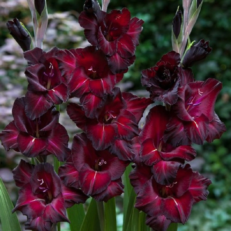 Gladiolus Cocacola Variety Flower Bulbs (2 Bulbs in a Pack)