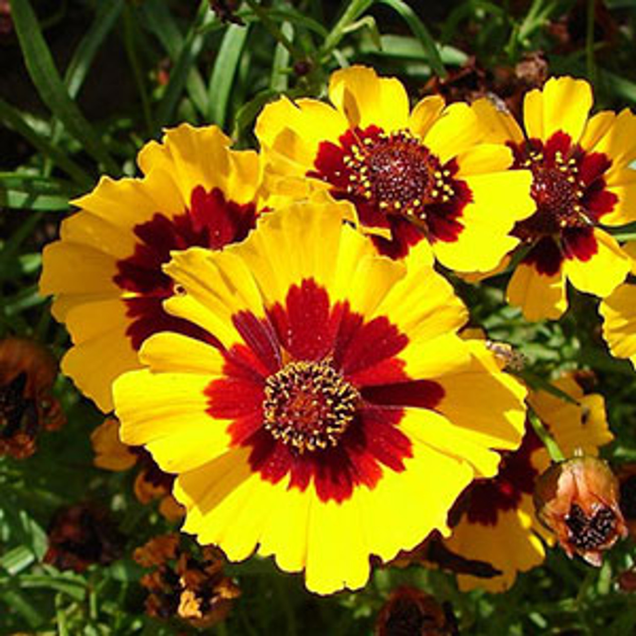 CALLIOPSIS TALL FLOWER SEEDS