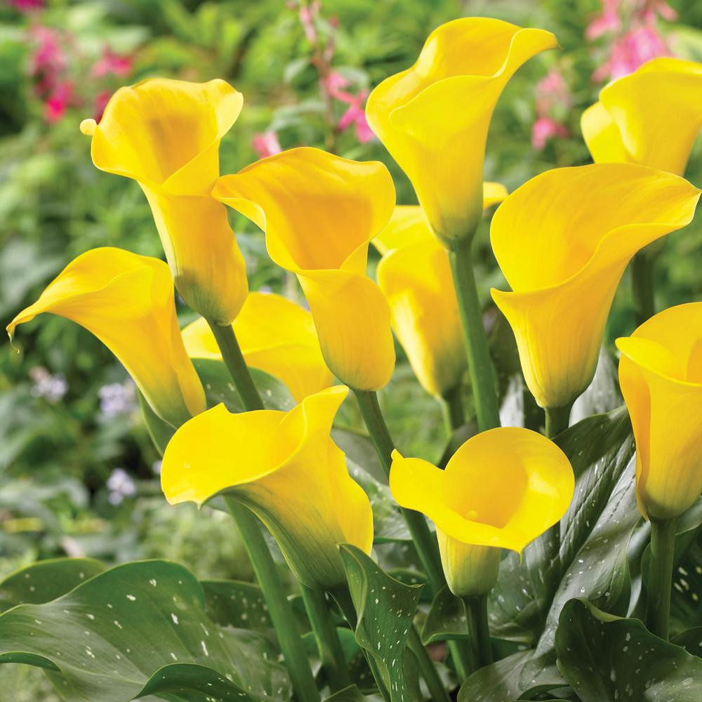 CALLA LILY YELLOW FLOWER BULBS (PACK OF 15 PC)