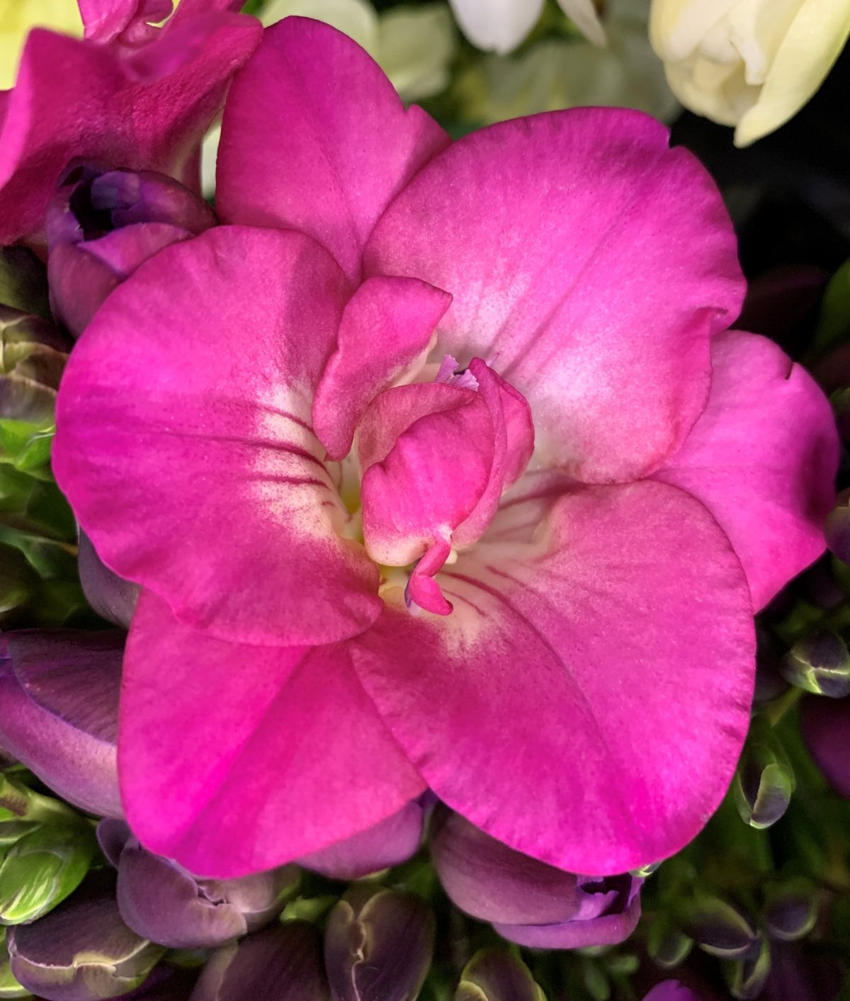 Freesia Pink Variety Flower Bulbs (2 Bulbs in a Pack)