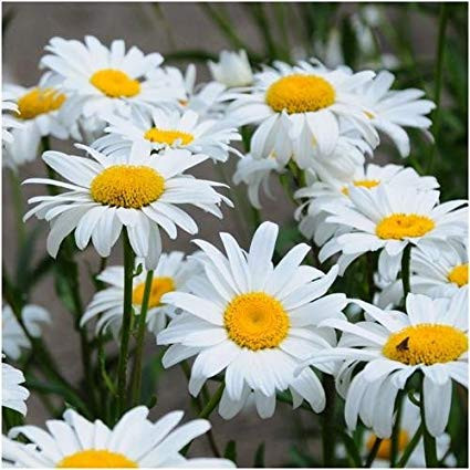 CHIRYSANTHEMUM PALUDOSUM FLOWER SEEDS