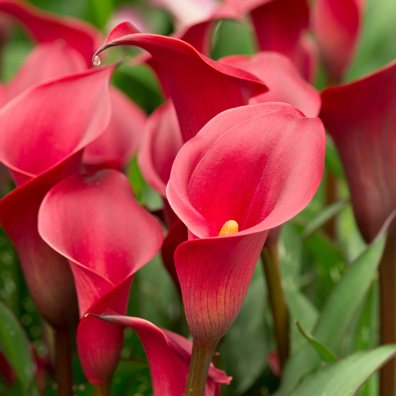 CALLA LILY RED FLOWER BULBS (PACK OF 15 PC )