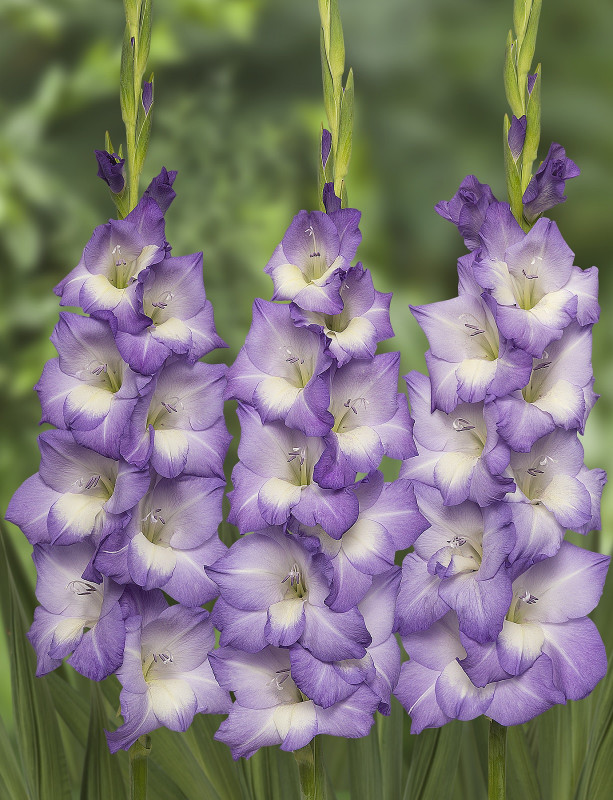 GLADIOLUS-BLUE STORM, VARIETY FLOWER BULBS (PACK OF 20 PCS )