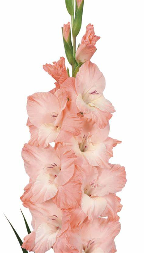 GLADIOLUS-KARMA, VARIETY FLOWER BULBS (PACK OF 20 PCS)