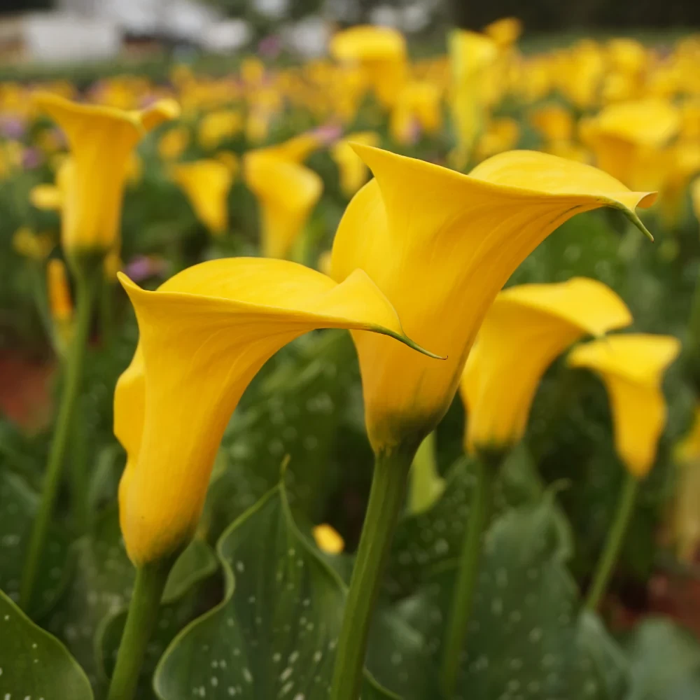 Calla Lily imported flower bulbs (pack of 1 pc)