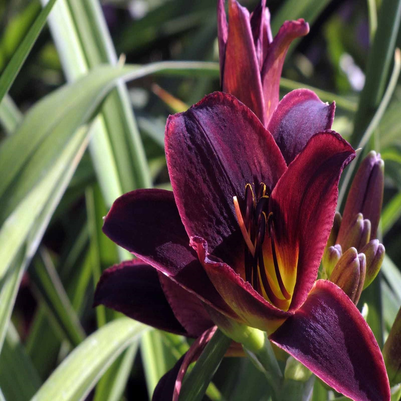 Day Lilly Chocolate Variety Flower Bulbs (2 Bulbs in a Pack)