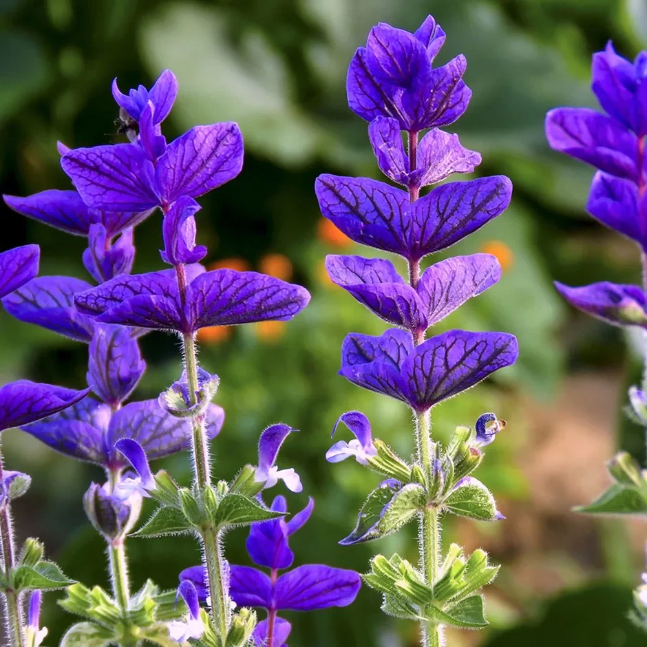 SALVIA BLUE MONDAY FLOWER SEEDS
