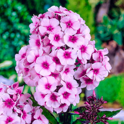 PHLOX FLOWER SEEDS