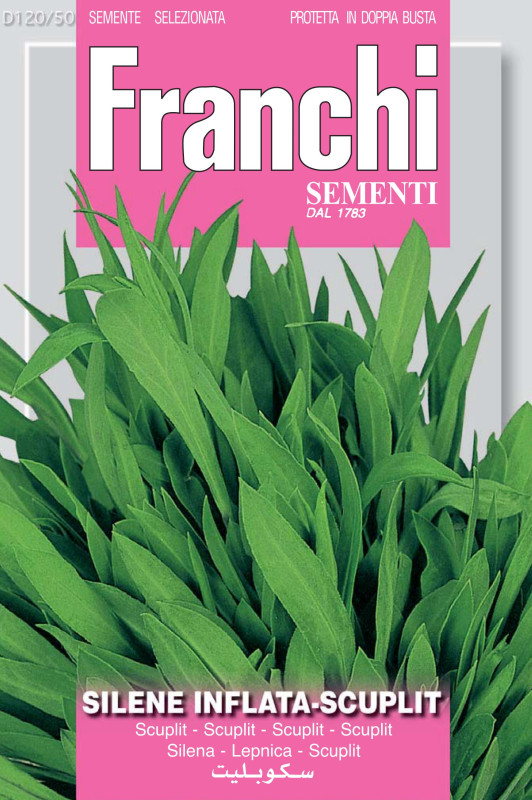 Silene inflata - Sculpit or Stridolo