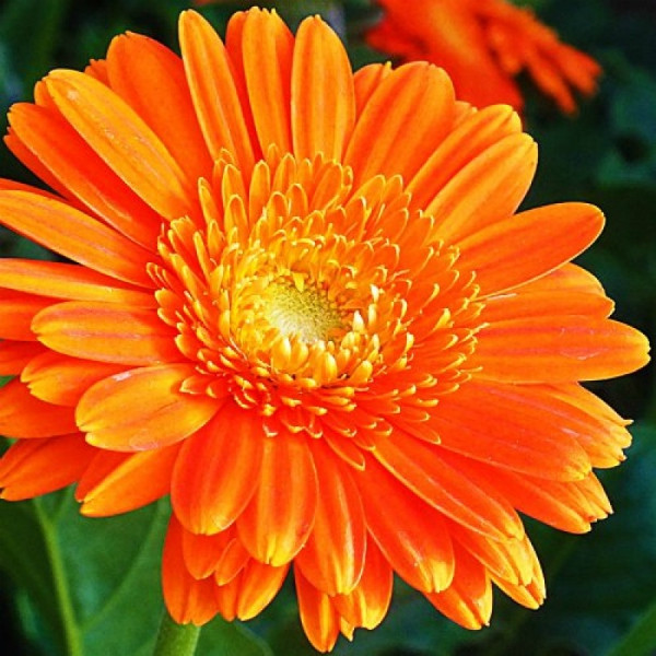 CALENDULA FLOWER SEEDS