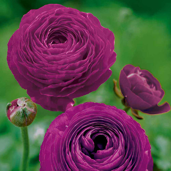 RANUNCULUS PURPLE VARITEY FLOWER BULBS (PACK OF 20 PCS)