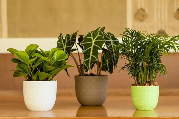 PLASTIC POT (COMBO) MULTICOLOR  15CM (PACK OF 3 PC)