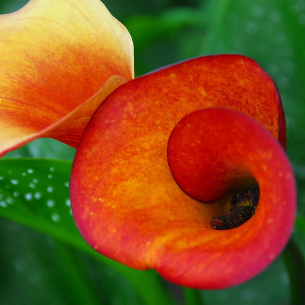 Calla Lily imported flower bulbs (pack of 1 pc)